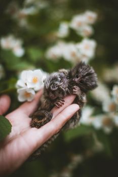 The new born common marmosets, Callithrix jacchus, on hand with philadelphus flower bush