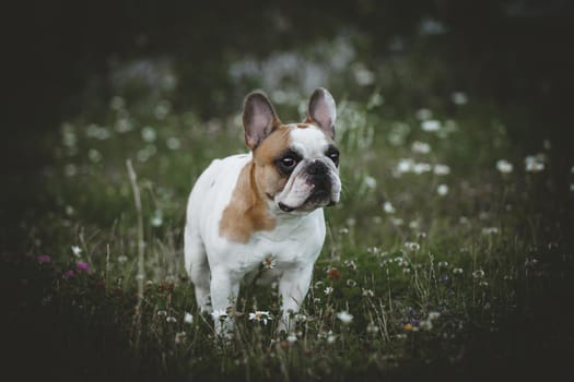 Amazing white French bulldog with spots sits in a meadow surrounded by white chamomile flowers