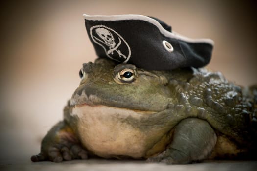 Amazing big African bullfrog, Pyxicephalus adspersus, in pirate hat