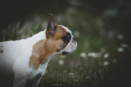 Amazing white French bulldog with spots sits in a meadow surrounded by white chamomile flowers