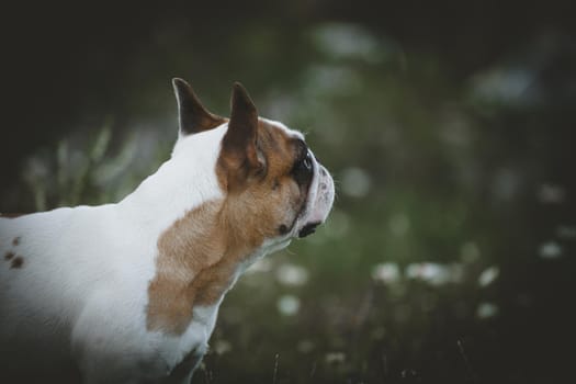 Amazing white French bulldog with spots sits in a meadow surrounded by white chamomile flowers