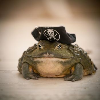 Amazing big African bullfrog, Pyxicephalus adspersus, in pirate hat