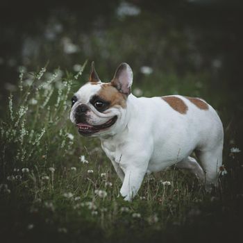 Amazing white French bulldog with spots sits in a meadow surrounded by white chamomile flowers