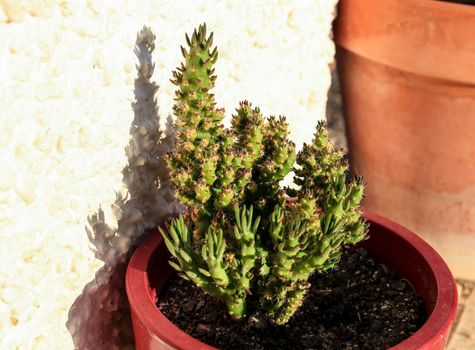 Potted and colorful Austrocylindropuntia Subulata plant in the garden