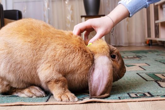 Hand strokes a large red rabbit close up