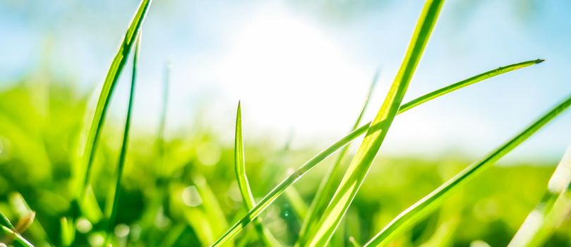 Earth landscape, growth and natural environment concept - Fresh grass and sunny blue sky on a green field at sunrise, nature of countryside