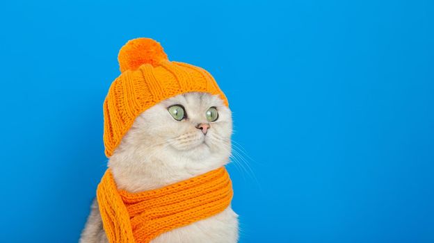 Wide banner, funny white cat sitting in an orange knitted hat and scarf, on a blue background, looks to the side. copy space