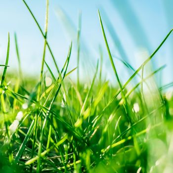 Earth landscape, growth and natural environment concept - Fresh grass and sunny blue sky on a green field at sunrise, nature of countryside