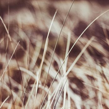 Beauty in nature, balanced lifestyle, environmental concept - Rustic summer field