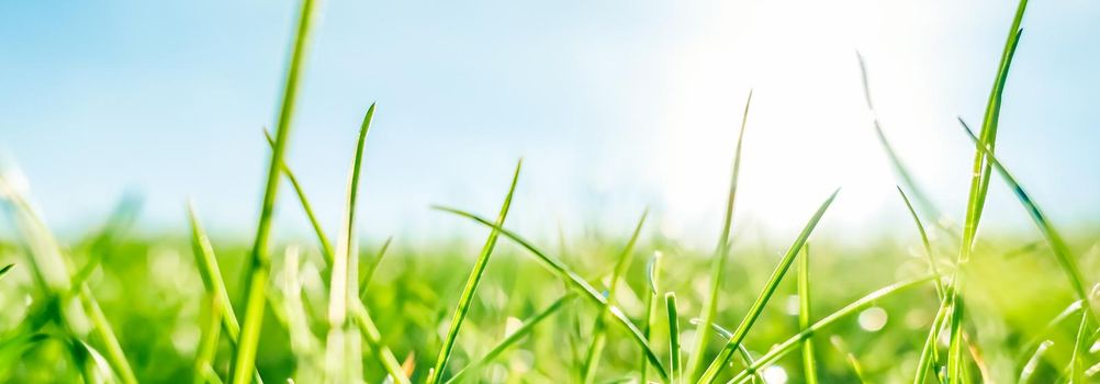 Earth landscape, growth and natural environment concept - Fresh grass and sunny blue sky on a green field at sunrise, nature of countryside