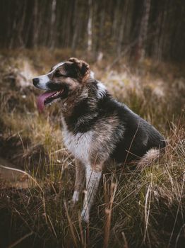 Mixed breed dog portrait in the autumn field