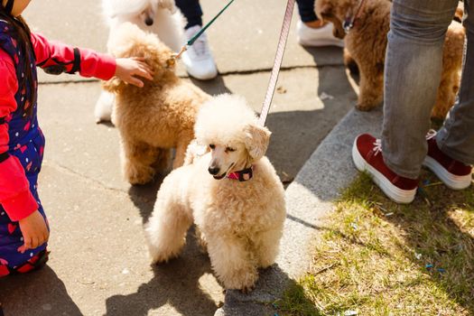 Two little brown poodles. Small puppy of toypoodle breed. Cute dog and good friend. Dog games, dog training