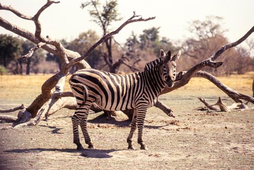 Plains Zebra (Equus burchellii), Moremi Wildlife Reserve, Botswana, Africa