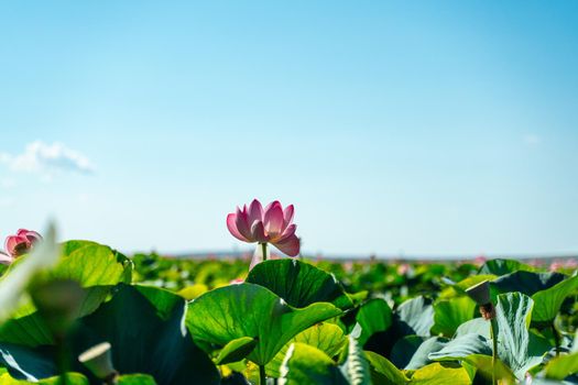 A pink lotus flower sways in the wind. Against the background of their green leaves. Lotus field on the lake in natural environment