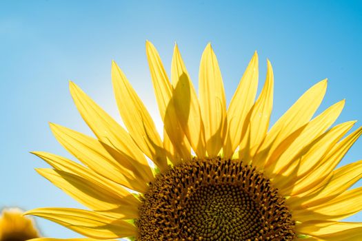 Half of a sunflower flower against a blue sky. The sun shines through the yellow petals. Agricultural cultivation of sunflower for cooking oil