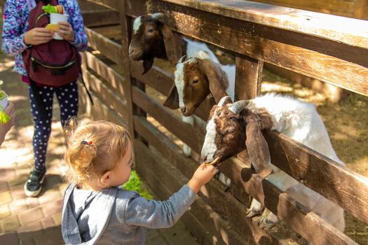 A child feeds a goat on a farm. Selective focus. Kid.