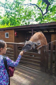 A child feeds a llama on a farm. Selective focus. animal.
