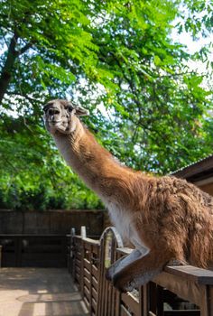 Big llama in the zoo. Selective focus. animal.