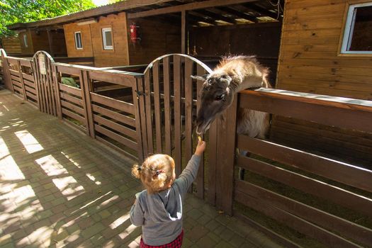 A child feeds a llama on a farm. Selective focus. animal.