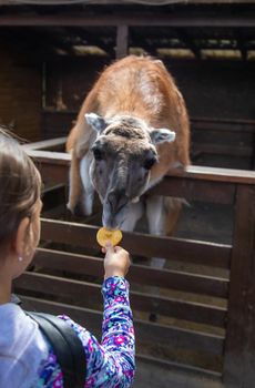 A child feeds a llama on a farm. Selective focus. animal.
