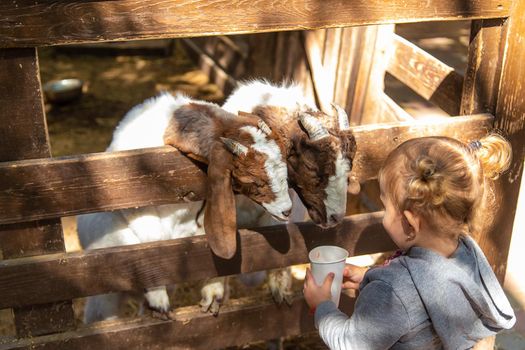 A child feeds a goat on a farm. Selective focus. Kid.