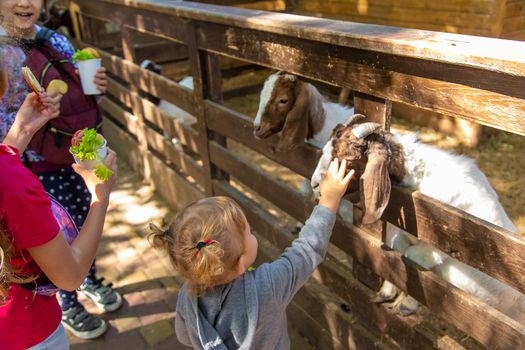 A child feeds a goat on a farm. Selective focus. Kid.