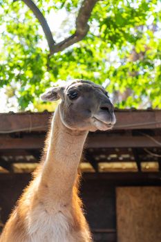 Big llama in the zoo. Selective focus. animal.