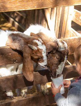 A child feeds a goat on a farm. Selective focus. Kid.