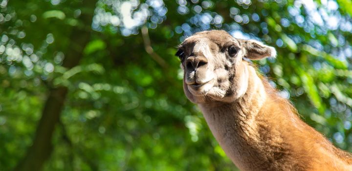 Big llama in the zoo. Selective focus. animal.