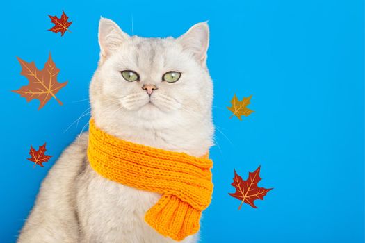 A charming white cat sitting in an orange knitted scarf on a blue background with maple autumn leaves. Copy space