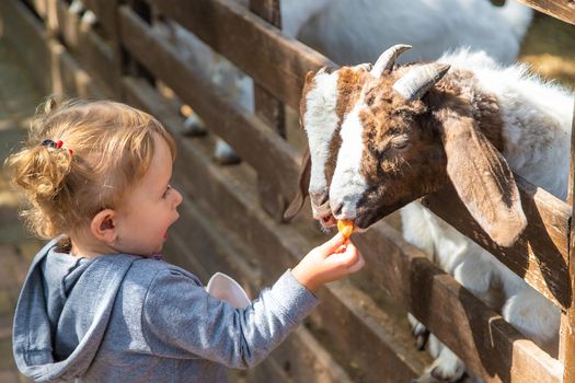 A child feeds a goat on a farm. Selective focus. Kid.