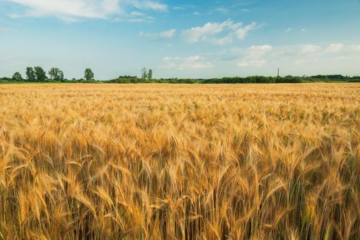 A golden field of barley and blue sky, rural landscape