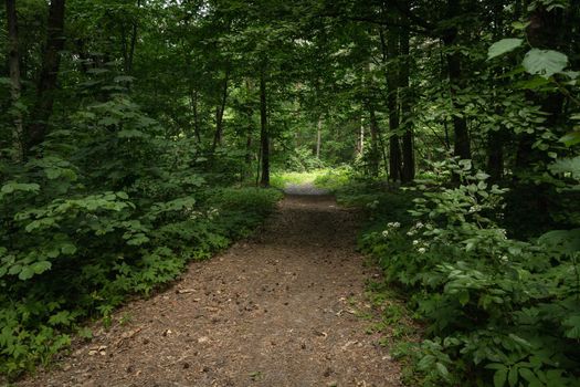 Entrance to the dark green leafy forest, summer view