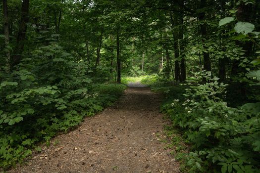 Entrance to the dark green leafy forest, summer view