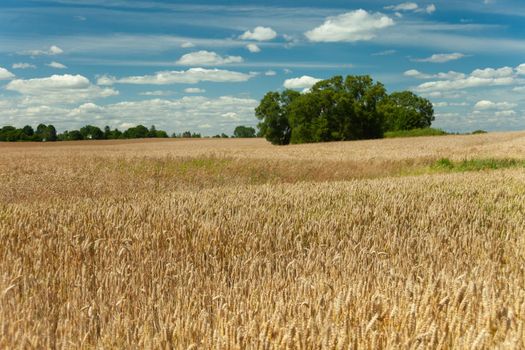 Green trees behind a wheat field and a blue sky, summer rural view