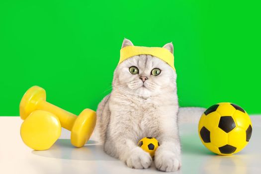 Funny white cat in a yellow sports headband, lying with a small soccer ball, two yellow dumbbells next to it, a green background behind. The cat is a football player. Copy space