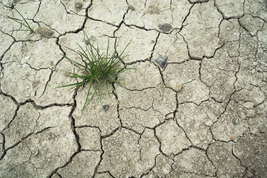 Clump of grass growing in dry and cracked soil, summer view