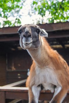 Big llama in the zoo. Selective focus. animal.