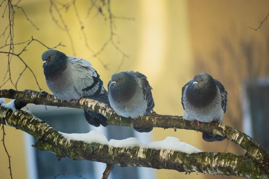 Urban pigeons sitting on a tree branch, winter view