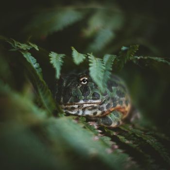 The Argentine horned frog, Ceratophrys ornata, under the fern