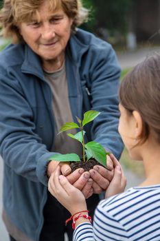 The child and grandmother are planting a tree. Selective focus. Kid.