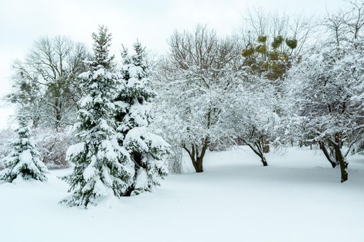 Trees in the park covered with snow, winter view