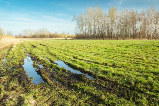 A wet meadow with water and trees on the horizon, spring day