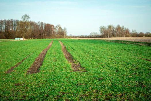 Technological path in the field of young plants, spring country view