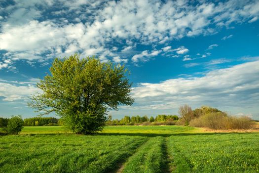 Single bush on a green meadow and white clouds on the sky, spring day