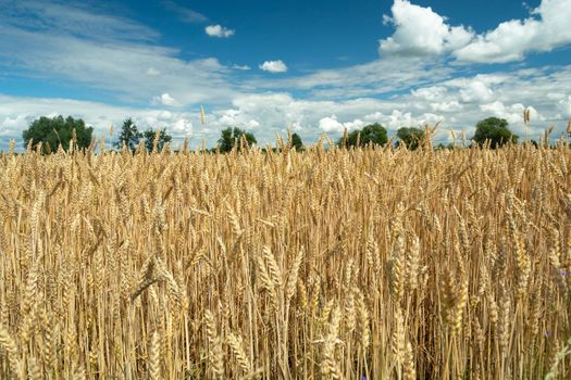 Golden wheat field and white clouds in the sky, summer rural view