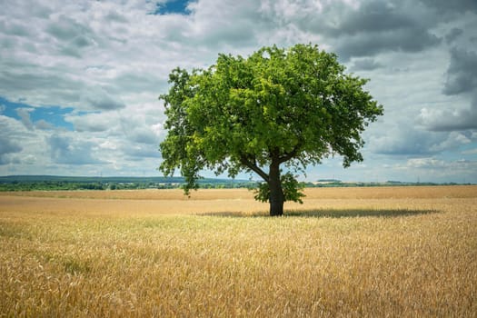 Green tree growing in a grain field and clouds in the sky, summer rural view