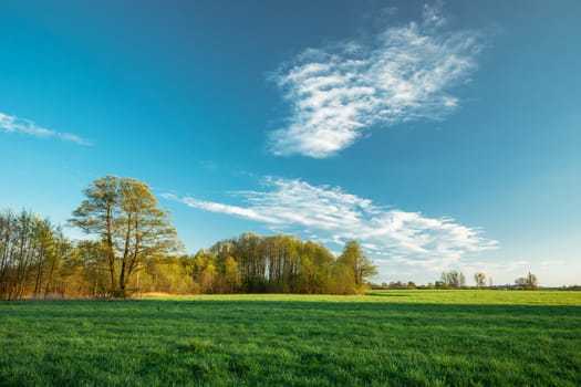 A copse behind a meadow and white clouds on a blue sky, spring day