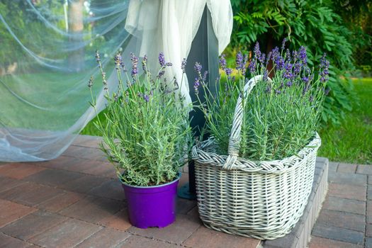 Lavender in a pot and decorative basket in the garden, summer view