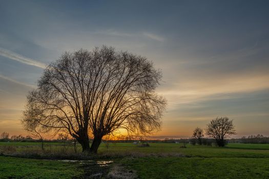Sunset behind a tree without leaves in the green meadow, spring evening